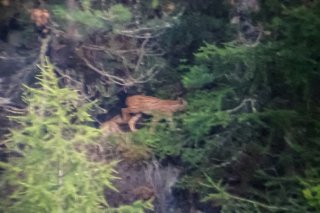La femelle lynx et ses deux petits ont été photographiés par un chasseur près de Zernez (GR).